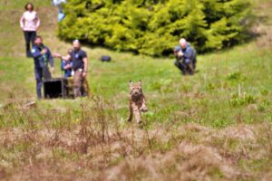 medium_bec_54_b0_f_6642_4_dcd_8_ae_7_264_ae_8_e94_e67_46b9f2af82